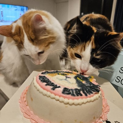 Cat Cake (Pick up only)